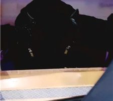 【芷镜】养生馆公开处刑踩狗【完整版】 JS240106-2