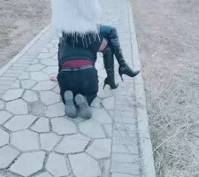 【梦幻大大】长靴S户外遛狗骑马爬行 bf23999