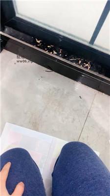 【胖虎】下跪伺候女友就寝 JS250116-39