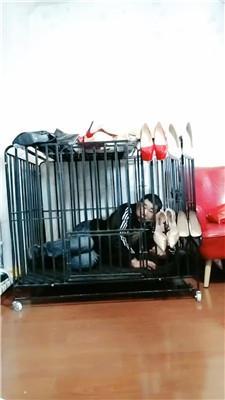 【冰炫】囚禁狗笼犬化【双视角版】 JS250315-36