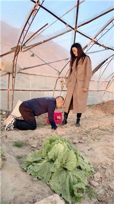 【可可夫妻】户外犬化人形犬 JS251116-19